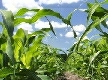 Iowa Cornfields